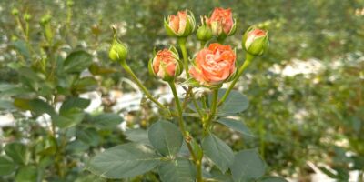 IMG_1982-min